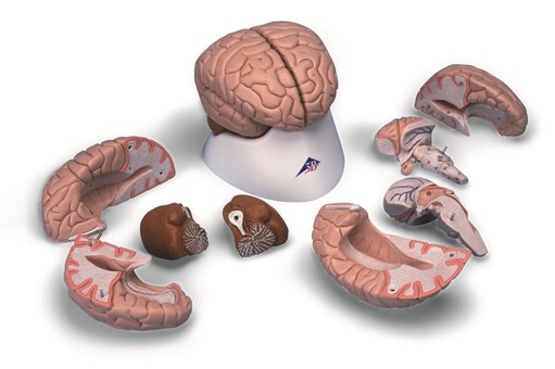 Brain Anatomy Model 8 Part.jpg