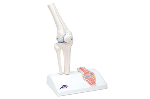 Mini Knee Joint With Cross Section.jpg