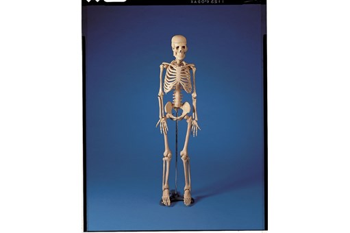 Mr Thrifty 84cm Skeleton Model.jpg