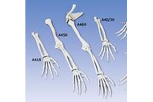 Anatomical / Skeletons